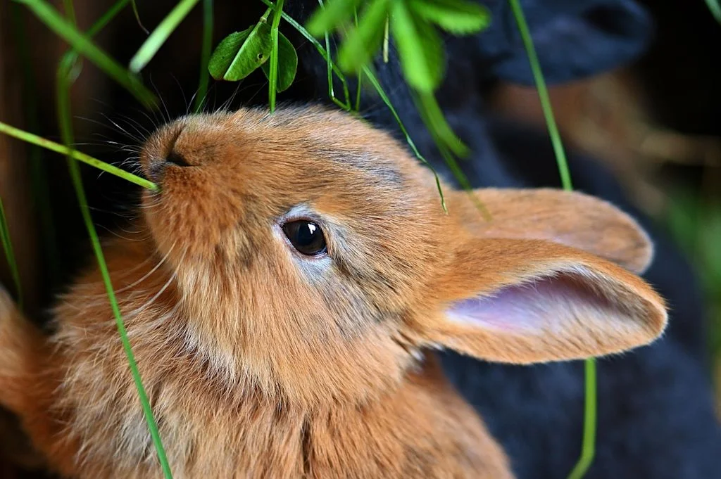Lapin alimentation