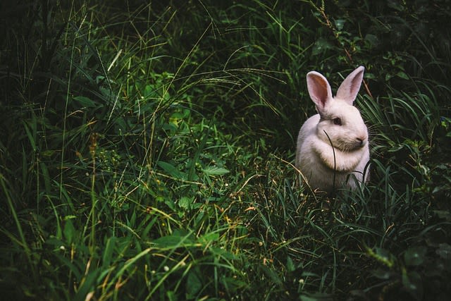 Alimentation : bien nourrir son lapin de compagnie