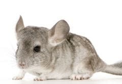 Rencontre avec le chinchilla