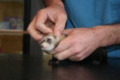 Les parasites externes chez le furet