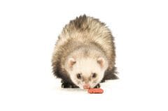 L&rsquo;alimentation du furet