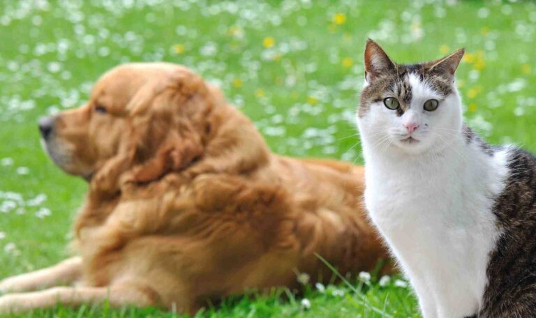 Parasites chien et chat : ils reviennent au printemps
