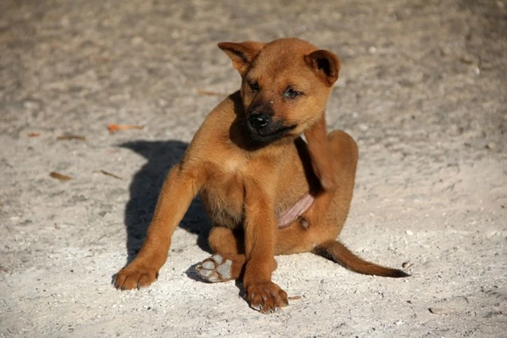 chien se gratte