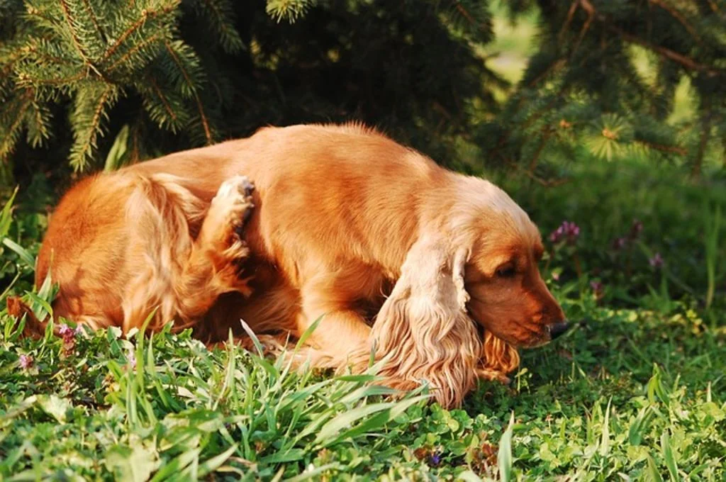 demangeaisons chien