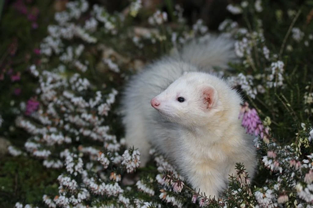 furet blanc