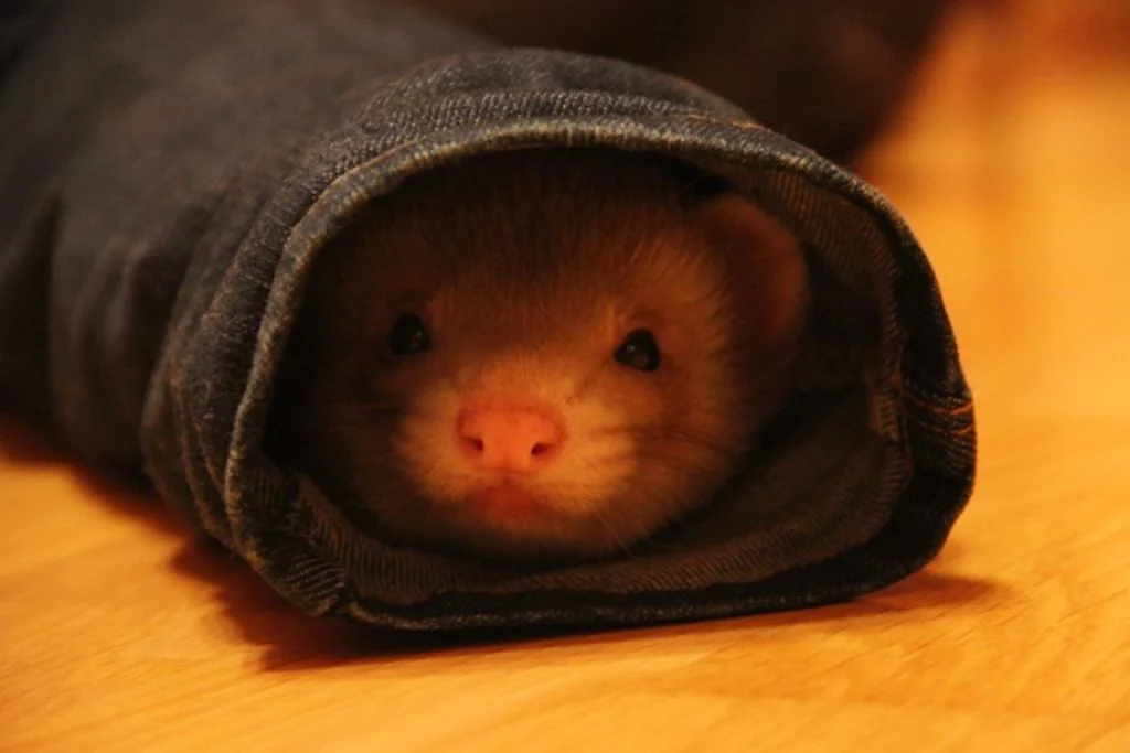 furet joueur