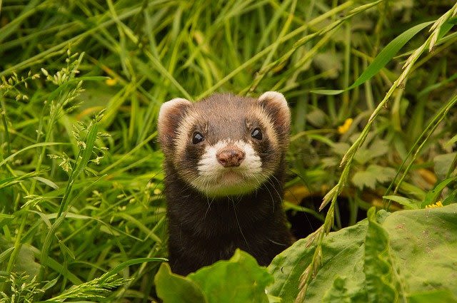 Rencontre avec le furet