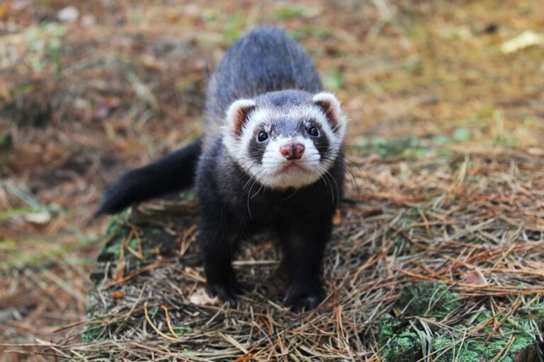 Les maladies chez le furet