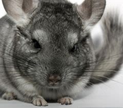 La santé du chinchilla