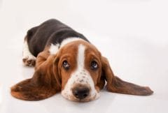 Solitude : la notion de temps chez le chien et chat