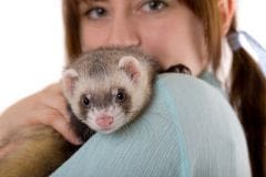 Furet mâle ou femelle ?