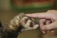 La vaccination chez le furet