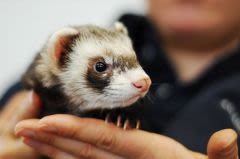 Furet et parasites internes