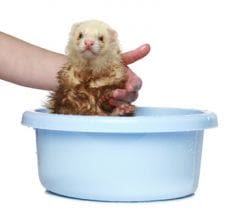 Laver son furet