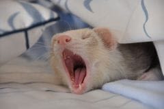 Furet : tout son corps vous parle !