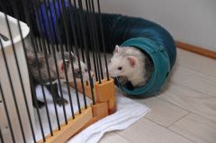 Préparer l’arrivée de son furet