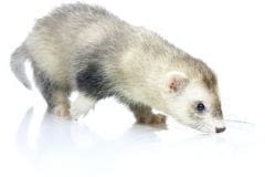Entretenir les dents de son furet