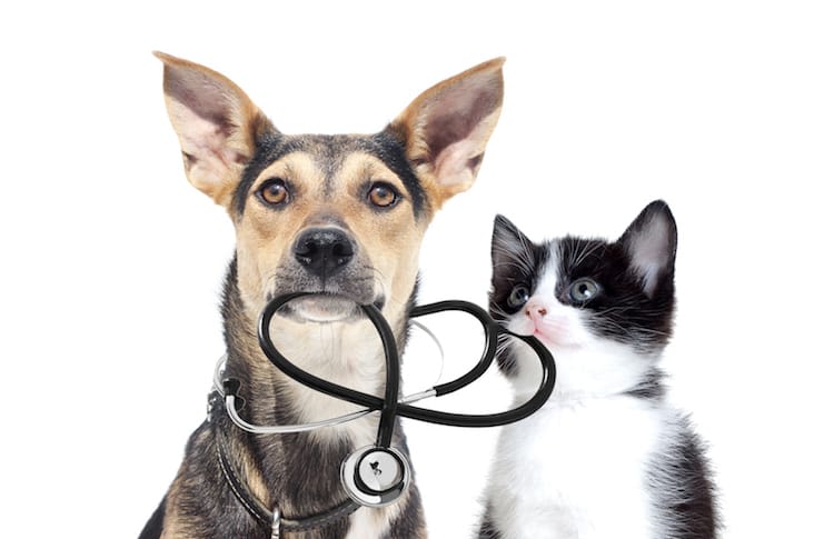 Chats, chiens et vermifuges : les attentes des maîtres