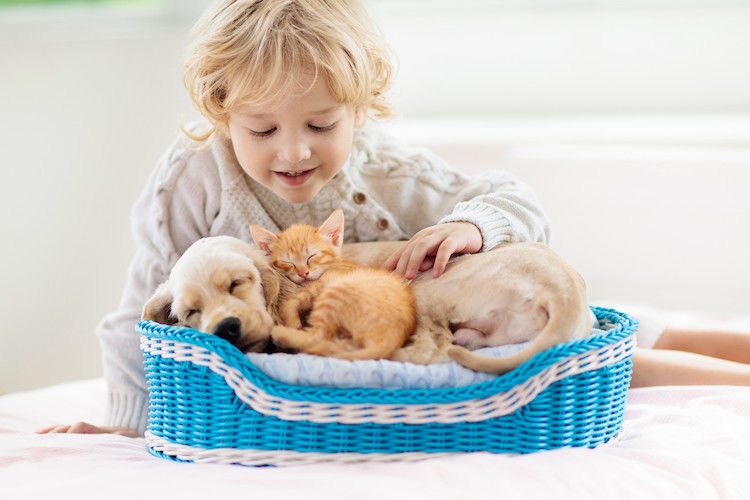 Parasites du chien et chat : un risque pour la famille