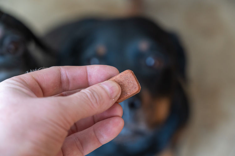 Chewing-gum : toxique pour le chien