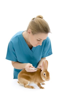 Un lapin en bonne santé
