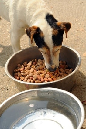 Alimentation du chien : une bonne digestion est importante