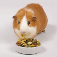 L’alimentation du cobaye
