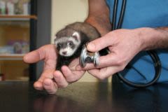 Entretenir les griffes de son furet