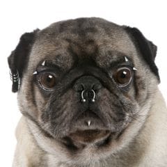 Implants pour chiens et chats, piercing: quelle folie !