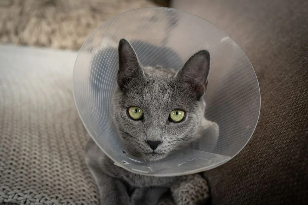 chat avec une collerette veterinaire