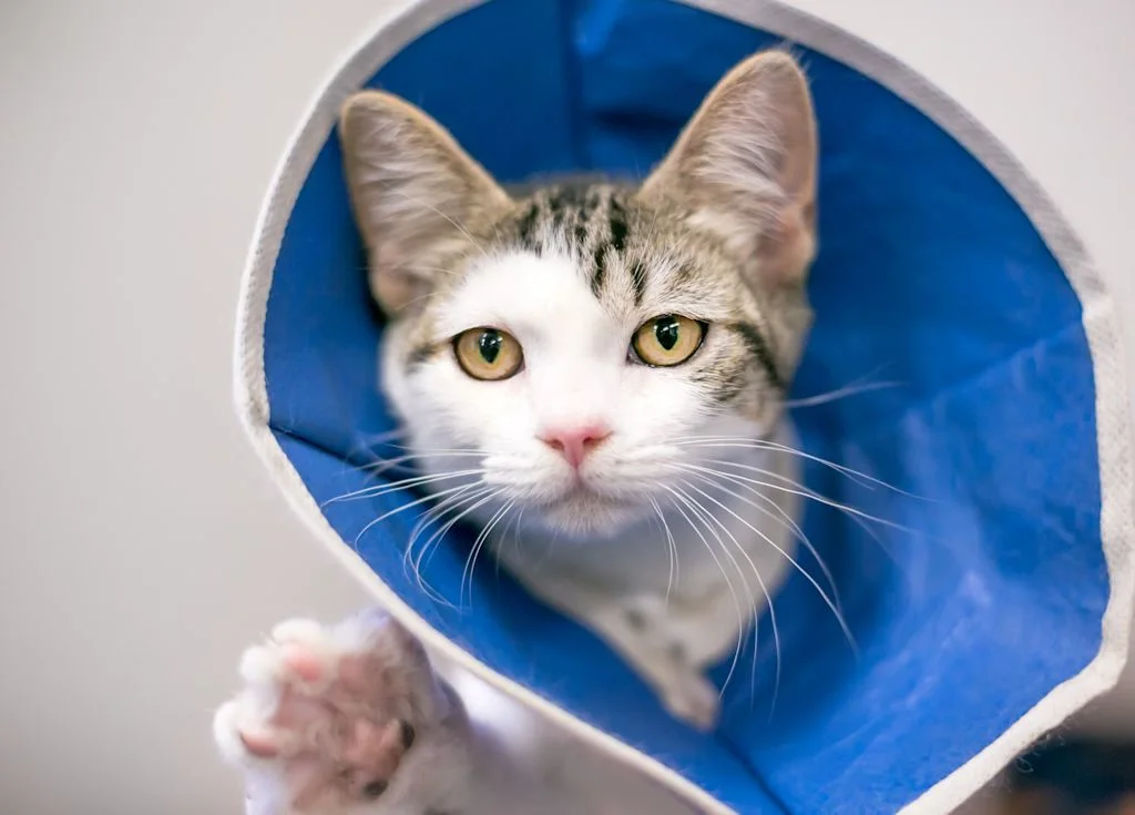 chat avec une collerette en tissu