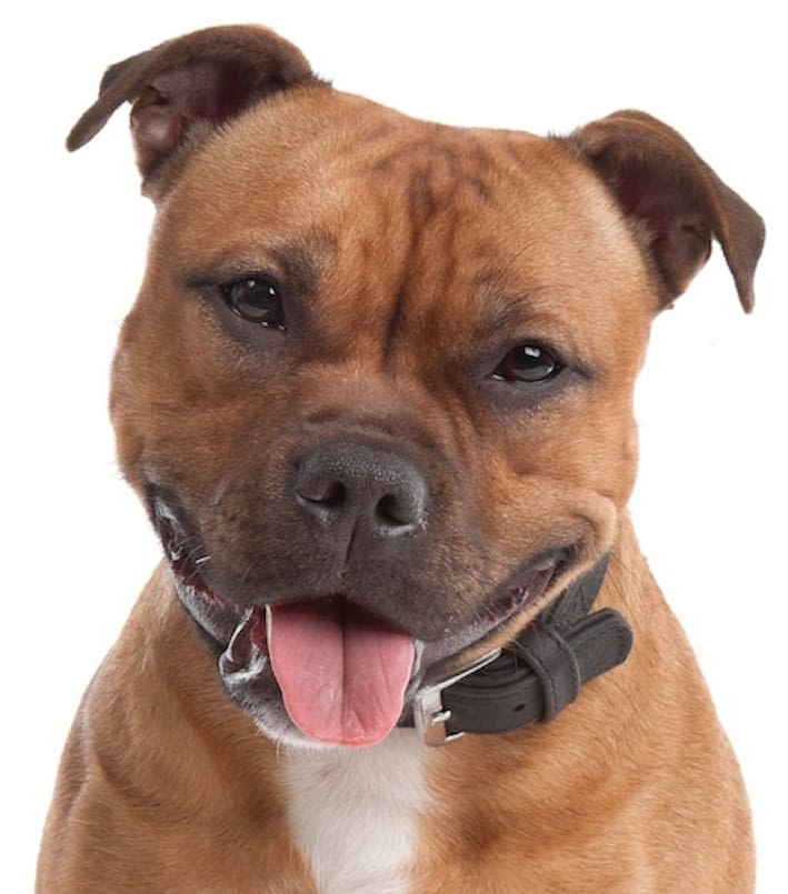 Un test pour la cataracte héréditaire chez le staffie