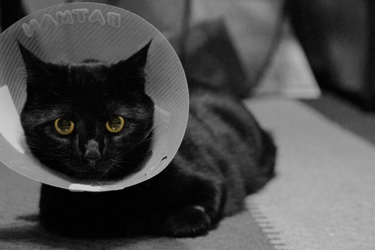 Tout savoir sur la collerette pour chat