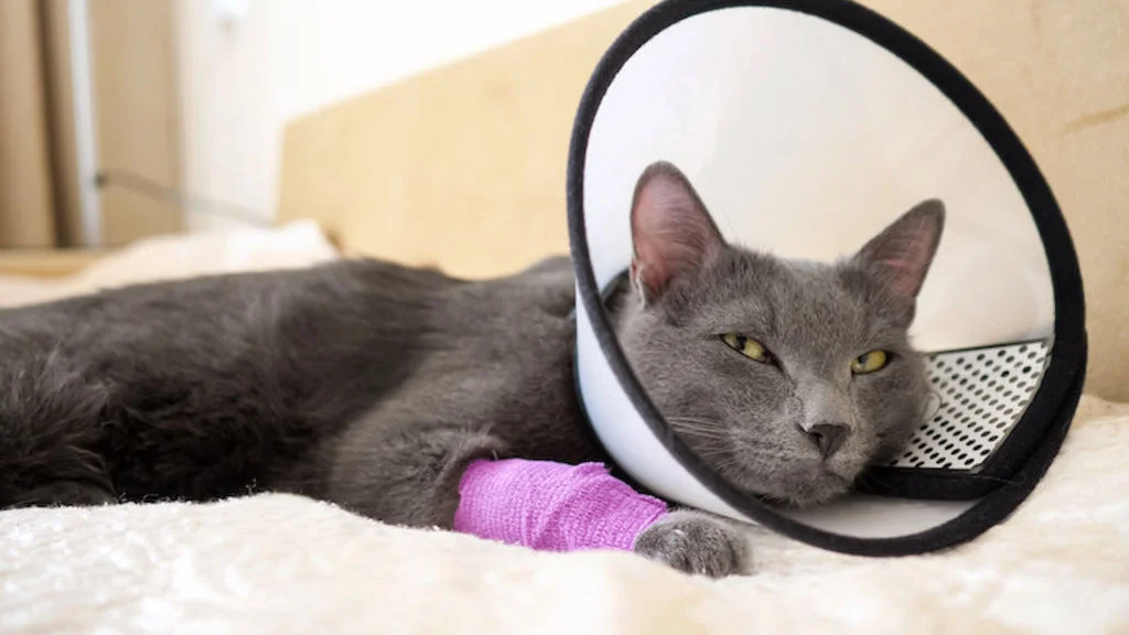 collerette pour chat