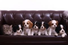 Chiens et chats sont considérés comme des meubles