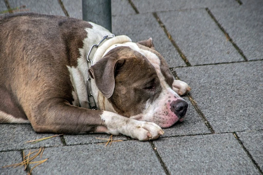Chien sur surface dure
