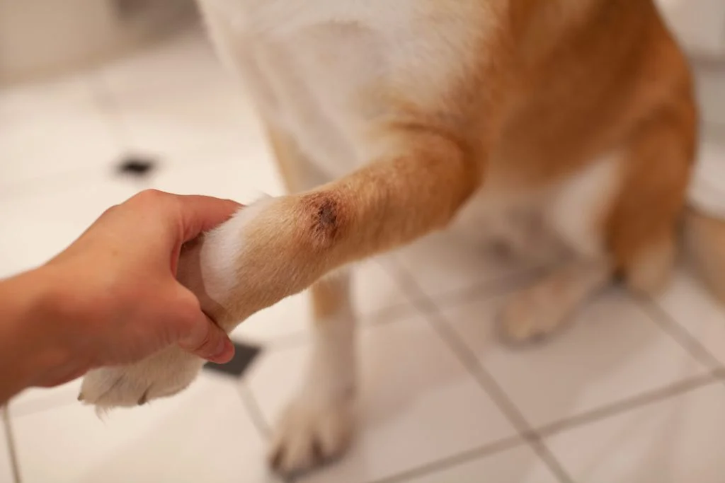 Escarre chien