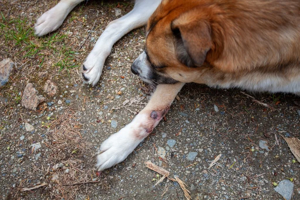 Plaie chez le chien