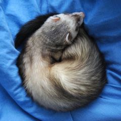Entretenir la robe de son furet