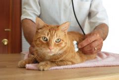 Asthme chez le chat : l’origine allergique est la plus probable