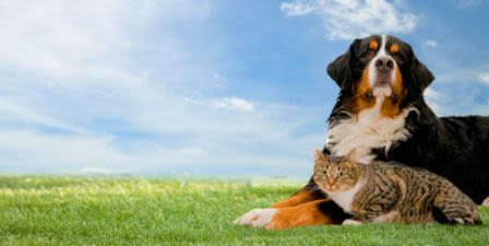 Chaleur : comment protéger son chien et son chat