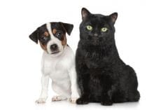 Des antiparasitaires pour chien très dangereux pour le chat