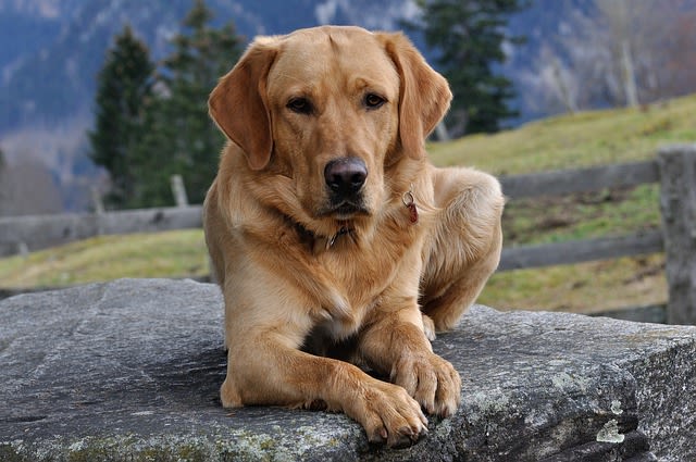 Mon chien a une escarre au coude : que faire ?
