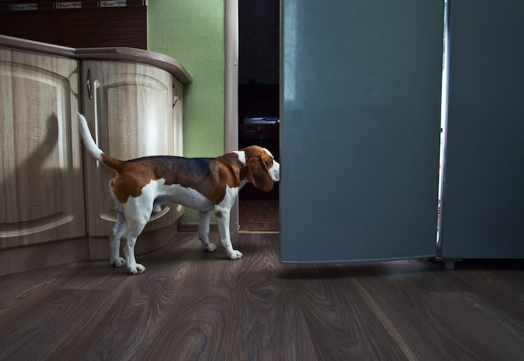 Appâts anti-fourmis : quels dangers pour le chien et le chat ?
