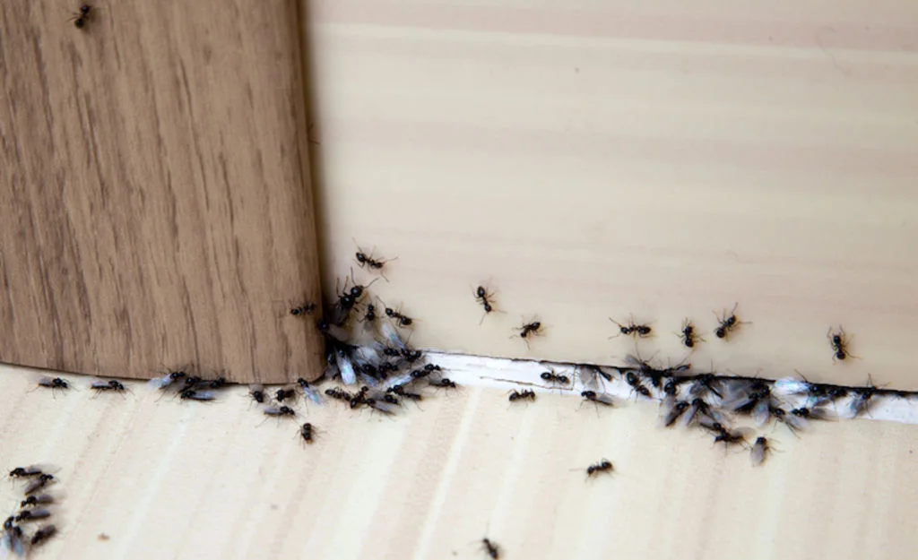 fourmis_dans_la_maison