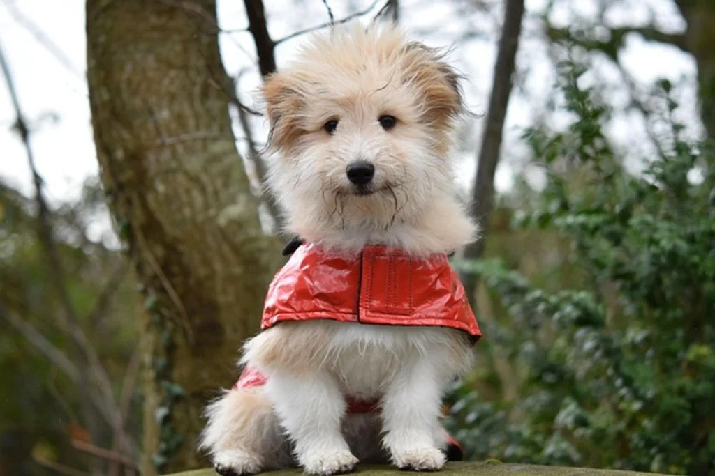 Manteau Chien &eacute;t&eacute;