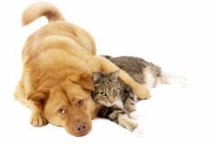 Les opérations de convenance chez le chien et chat