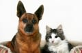 Que Choisir passe 39 contrats santé animale à la loupe