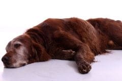 Secourisme chien et chat : apprendre les premiers gestes