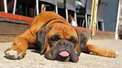 Les manteaux rafraîchissants pour chien fonctionnent-ils vraiment ?
